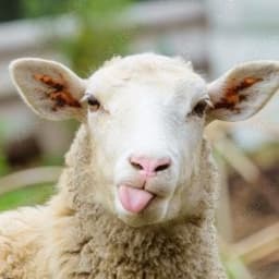 Lammekoelle