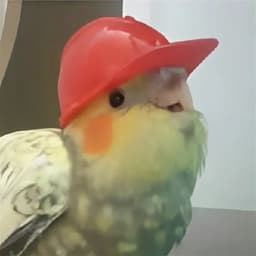 IFlaveI