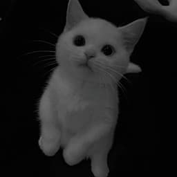 soqut1e