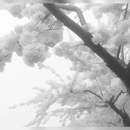 Z3N1TH-iwnl-