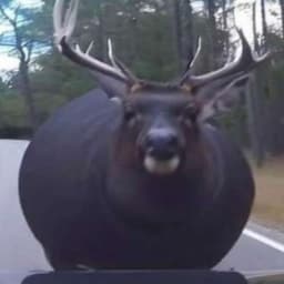 Deer_Stag