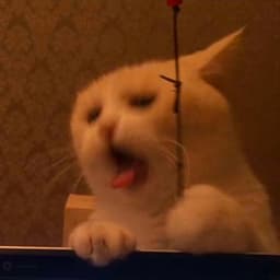 1cing