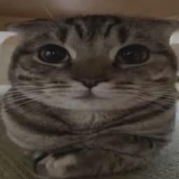 ksuksu