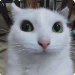 slyakot