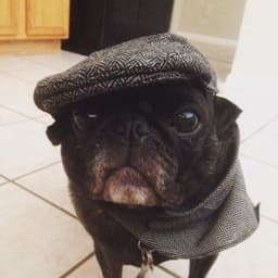 GREGINO