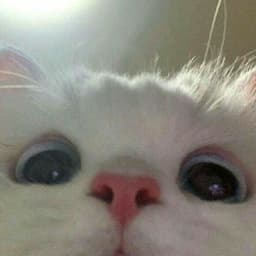 _igorektop1