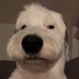 -dxwn