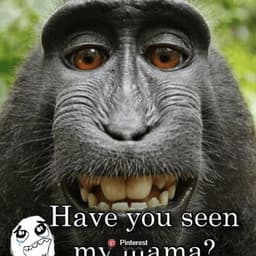 _Monk8y_