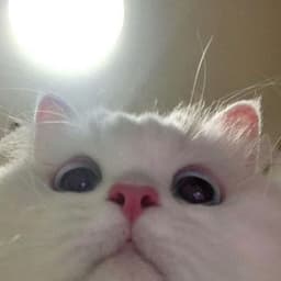 kittyhi_