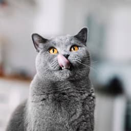 Perashkaa