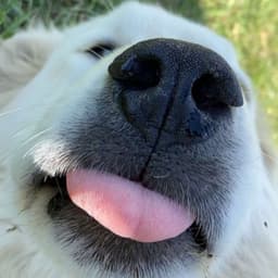 Crack_Dog