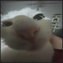 LifestealJr