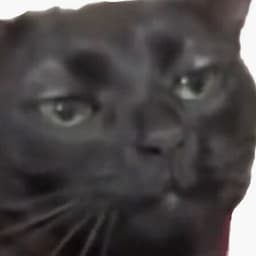 nocturnalhrz