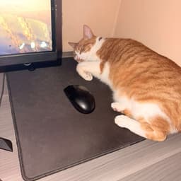 Enzoo0o