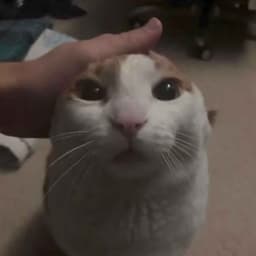 _Many__