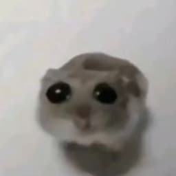 swijei
