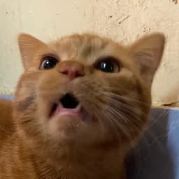 UronN9