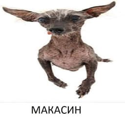 xarrlava