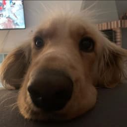 ZEYNT_CANARY