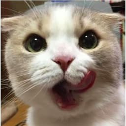 WolfMeow