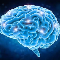 Brain-0
