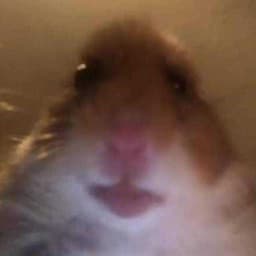 DoesToZiomal