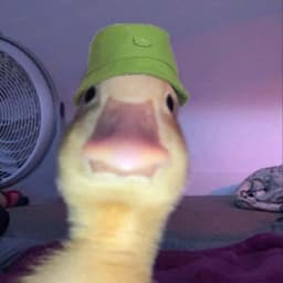 dORREST1JN