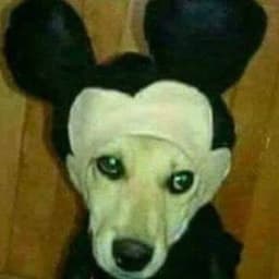 LOBOAUUU
