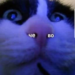 1quVET1
