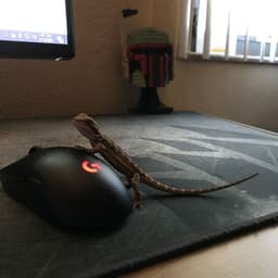greggo