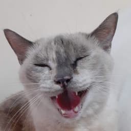 EvulCatto