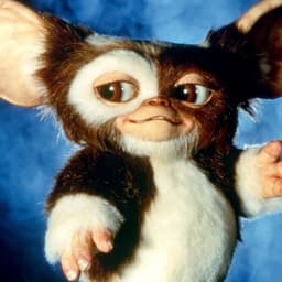 monkey-gypsy