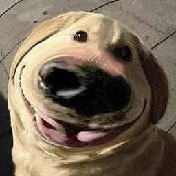 bigd0ris