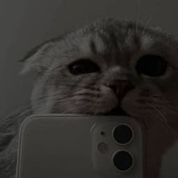 bear_93
