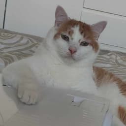 _Biku