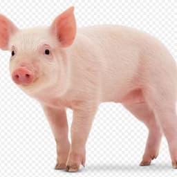 BuellcR