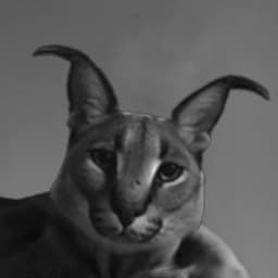 amadeu5Xanax