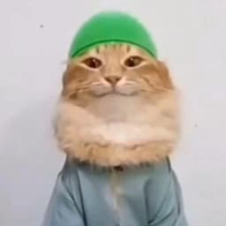 qogue