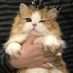 O_oliii