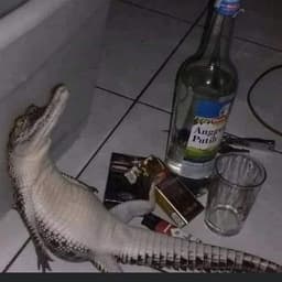 BOOmER_v2