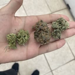 GanjahShot