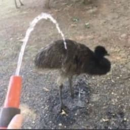 Emu2