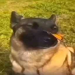 xdheh