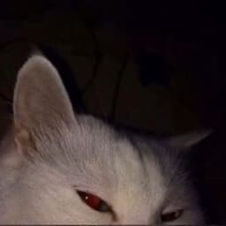 animalkool