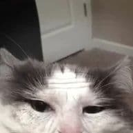 BoSs_11