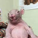 RatOnIce