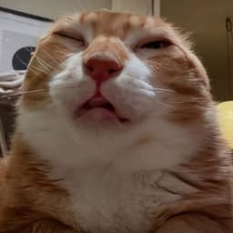 Stas_fuzz