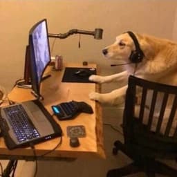 Krigerkatt