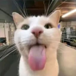 Xzarioo