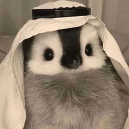 AksuSquad